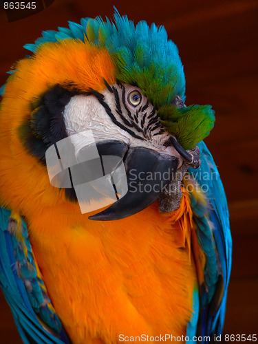 Image of Big Blue-Yellow Macaw