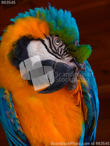 Image of Big Blue-Yellow Macaw