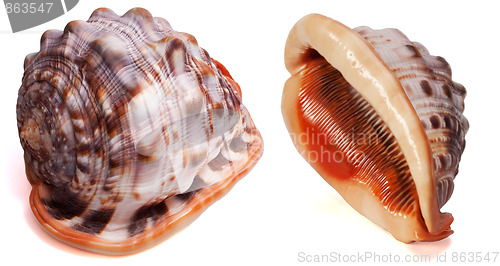 Image of Cypraecassis Rufa Seashell isolated