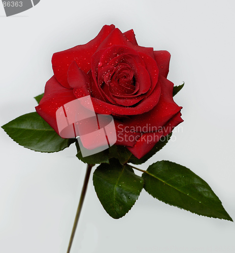 Image of Rose 4