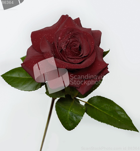 Image of Rose 4 (dark)