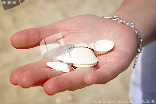 Image of Scallop