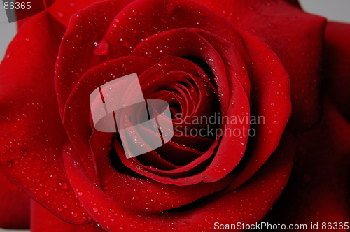 Image of Rose 5