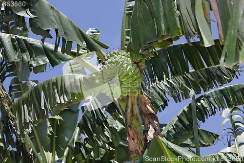 Image of Wild banana tree crown w bunch
