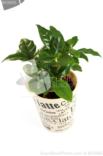 Image of coffee plant