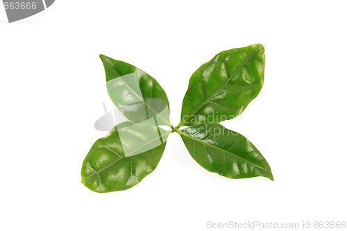 Image of coffee plant