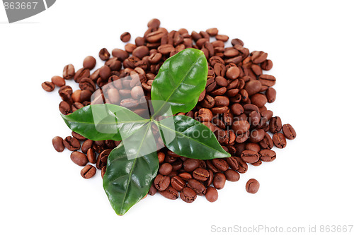 Image of coffee beans