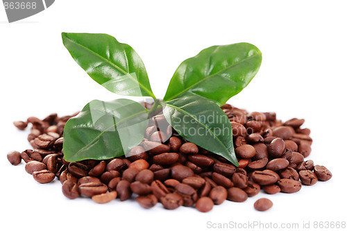 Image of coffee beans