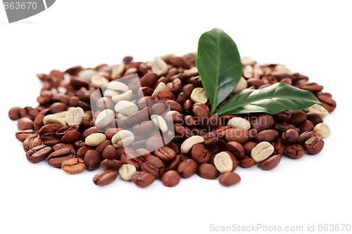 Image of green and brown coffee beans