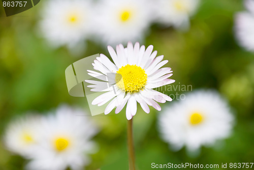 Image of daisies
