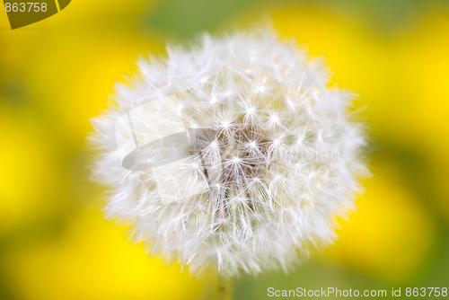 Image of dandelion