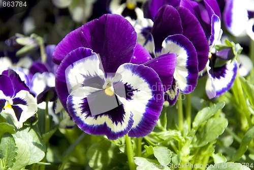 Image of lilac pansies