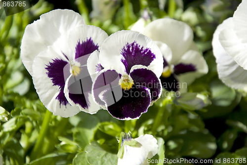 Image of pansy