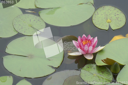 Image of pink water lily 