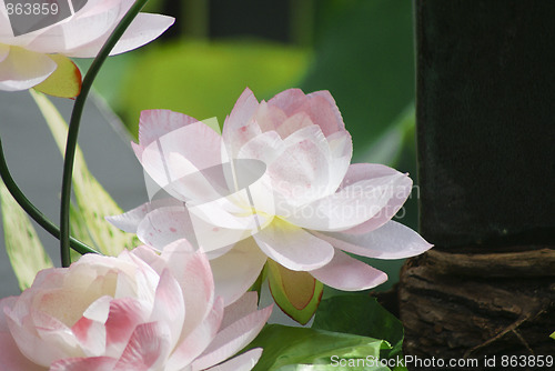 Image of White water lily 