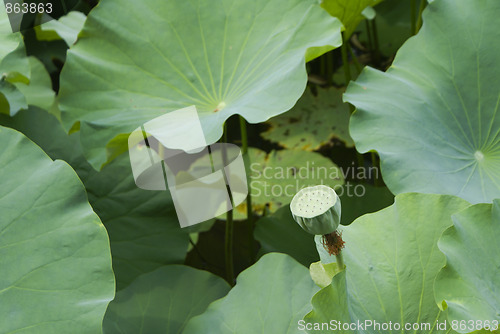 Image of water lily 