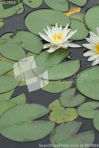 Image of White water lily 