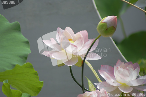 Image of White water lily 