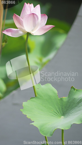 Image of White water lily 