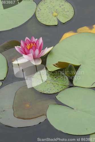 Image of pink water lily 