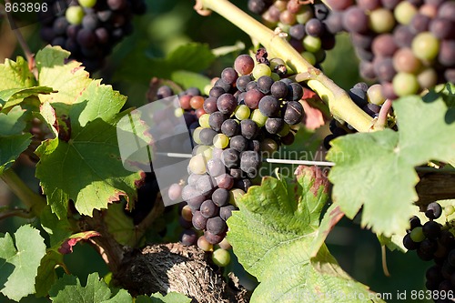 Image of Grapes in vineyard at the end of summer