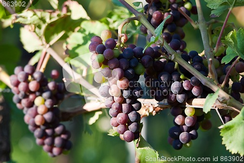 Image of Grapes in vineyard at the end of summer