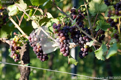 Image of Grapes in vineyard at the end of summer