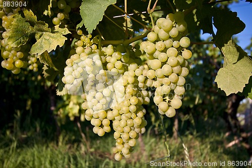 Image of Grapes in vineyard at the end of summer