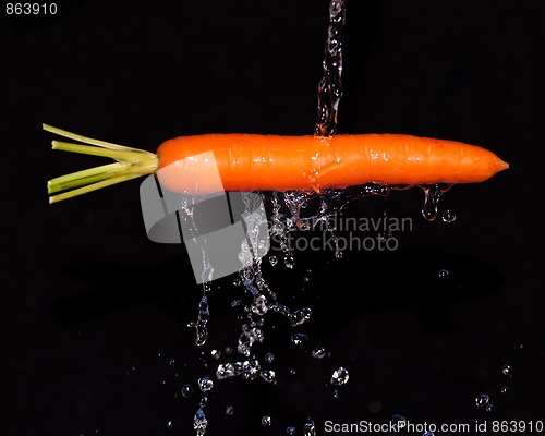 Image of Carrot with water splash on black