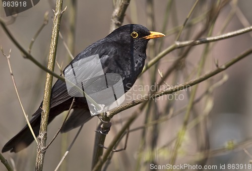 Image of Eurasian Blackbird