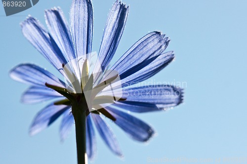 Image of Common chicory flower, Cichorium intybus