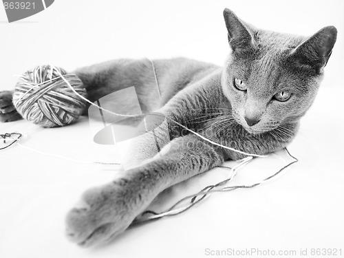 Image of Portrait of a Russian Blue Cat