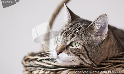 Image of Cat Protrait of a common european house cat