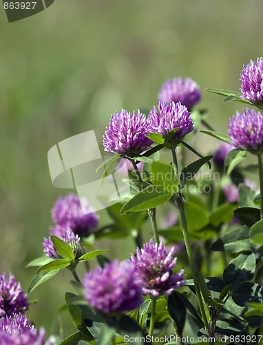 Image of Trifolium pratense (Red Clover)