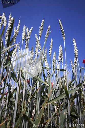 Image of Fields of Wheat