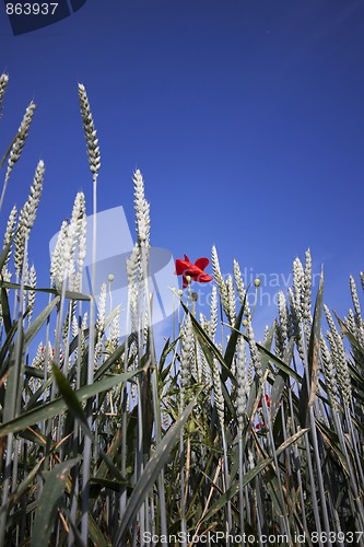 Image of Fields of Wheat