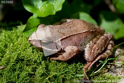 Image of European Common Brown Frog, Rana temporaria