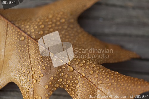 Image of Autumn leaf
