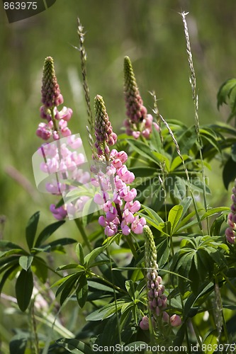 Image of Lupine (Lupinus polyphyllus)