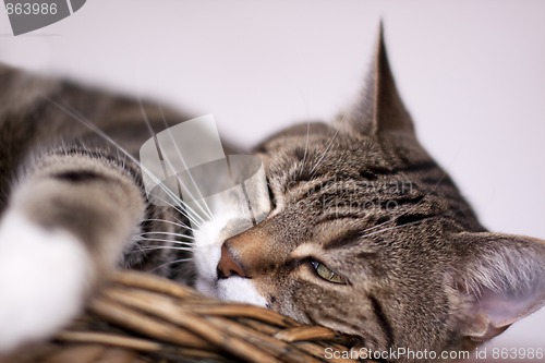 Image of Cat Protrait of a common european house cat