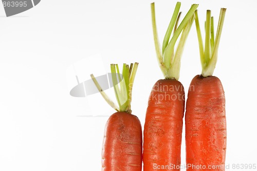 Image of Three Carrots isolated on white