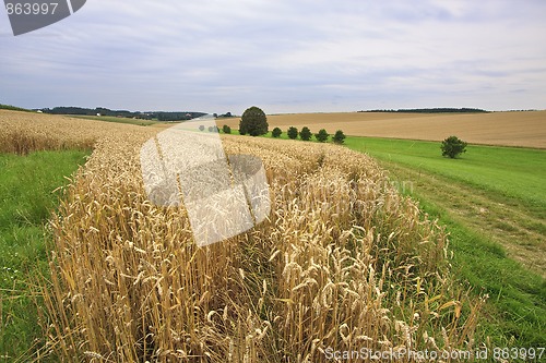 Image of Fields of Wheat in Summer