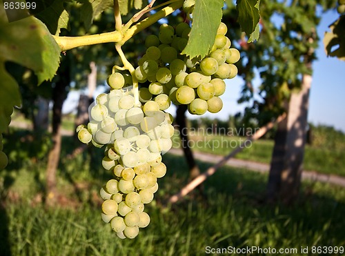 Image of Grapes in vineyard at the end of summer