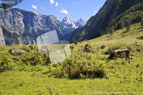 Image of View from the Koenigssee towards the alps, with cows