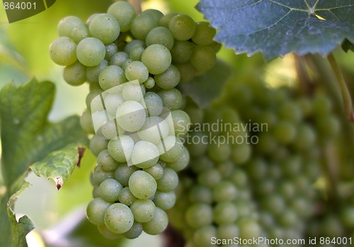 Image of Grapes in vineyard at the end of summer