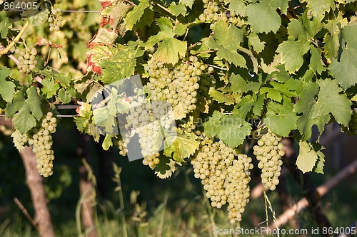 Image of Grapes in vineyard at the end of summer