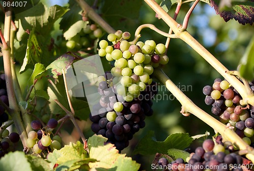Image of Grapes in vineyard at the end of summer