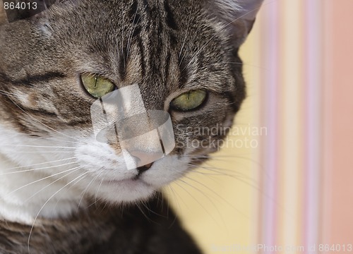 Image of Cat