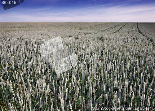 Image of Fields of Wheat