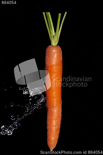 Image of Carrot with water splash on black